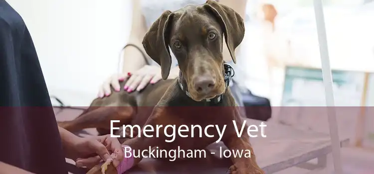 Emergency Vet Buckingham - Iowa