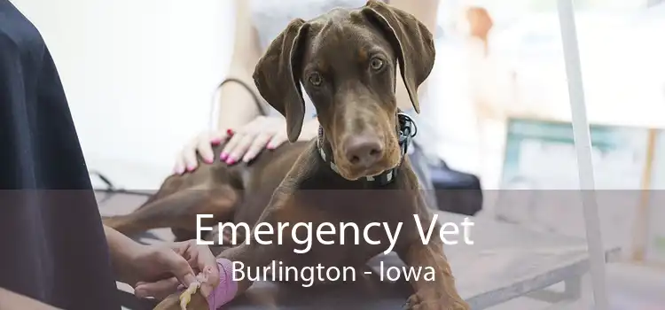 Emergency Vet Burlington - Iowa