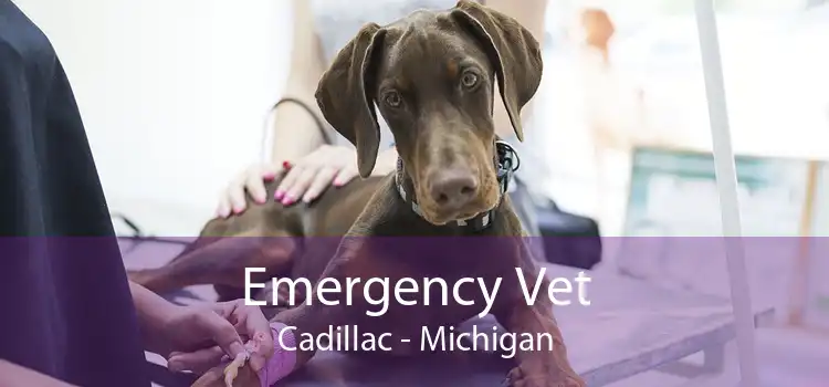 Emergency Vet Cadillac - Michigan