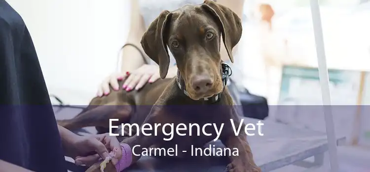 Emergency Vet Carmel - Indiana