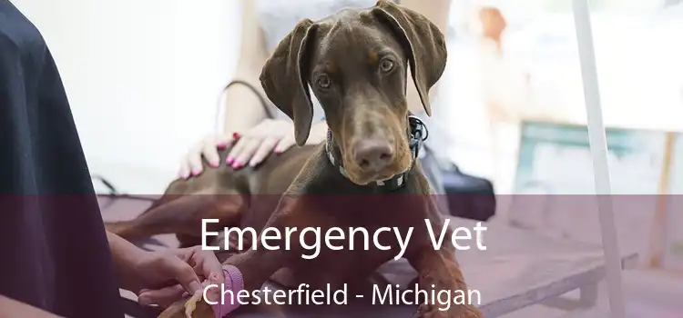 Emergency Vet Chesterfield - Michigan