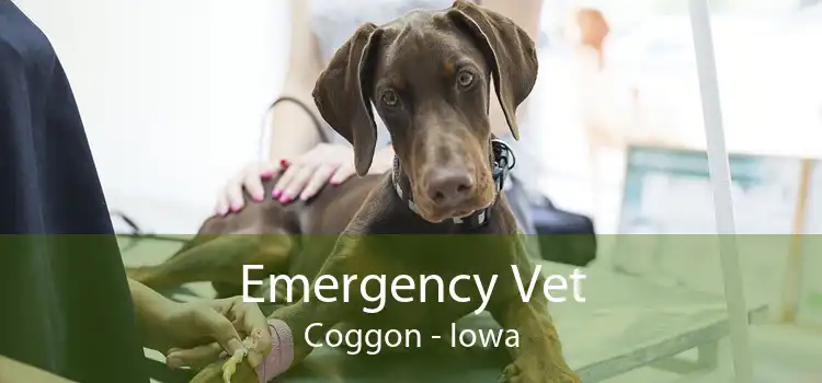 Emergency Vet Coggon - Iowa