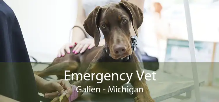 Emergency Vet Galien - Michigan