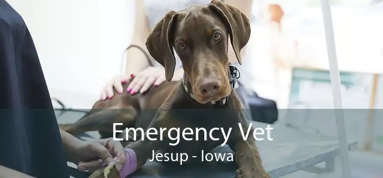Emergency Vet Jesup - Iowa