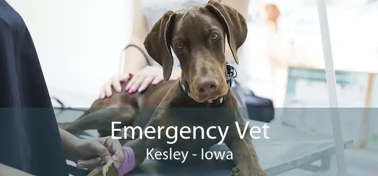 Emergency Vet Kesley - Iowa