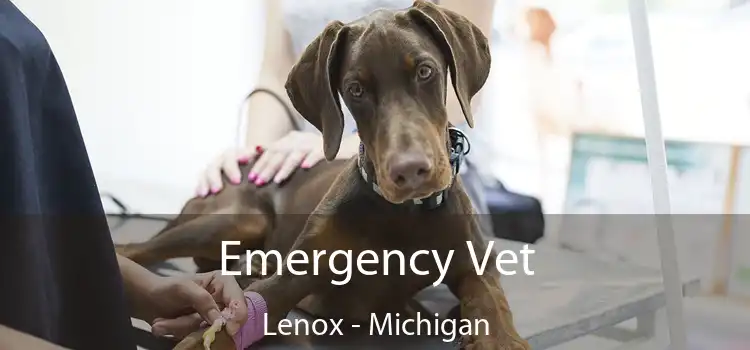 Emergency Vet Lenox - Michigan