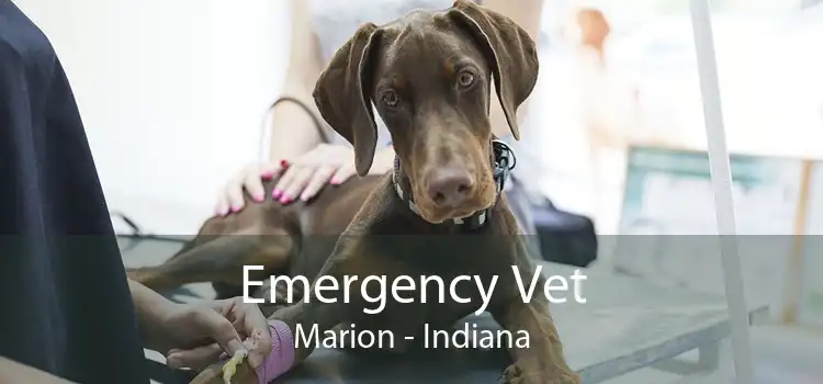 Emergency Vet Marion - Indiana