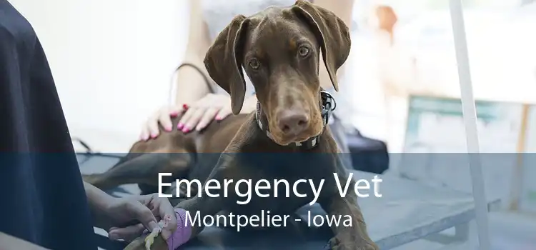 Emergency Vet Montpelier - Iowa