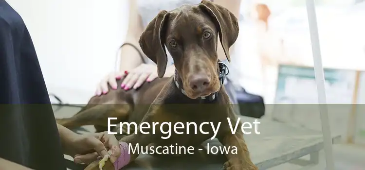 Emergency Vet Muscatine - Iowa