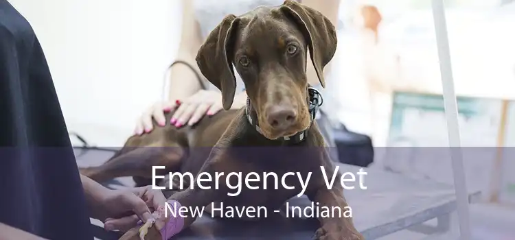 Emergency Vet New Haven - Indiana