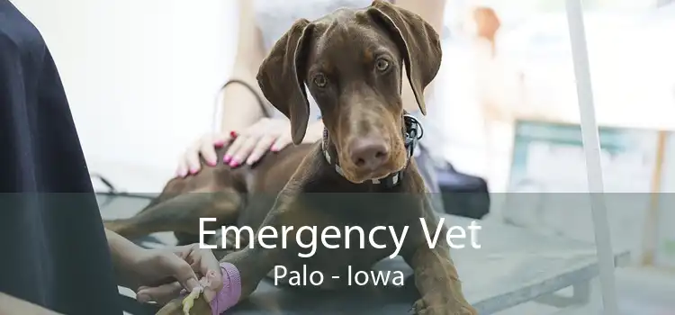 Emergency Vet Palo - Iowa