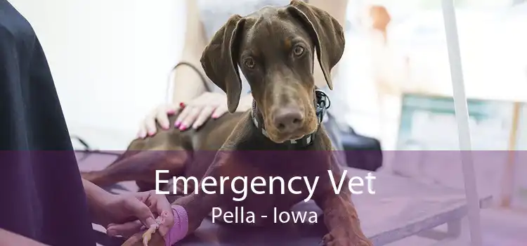 Emergency Vet Pella - Iowa