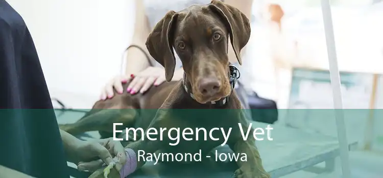 Emergency Vet Raymond - Iowa