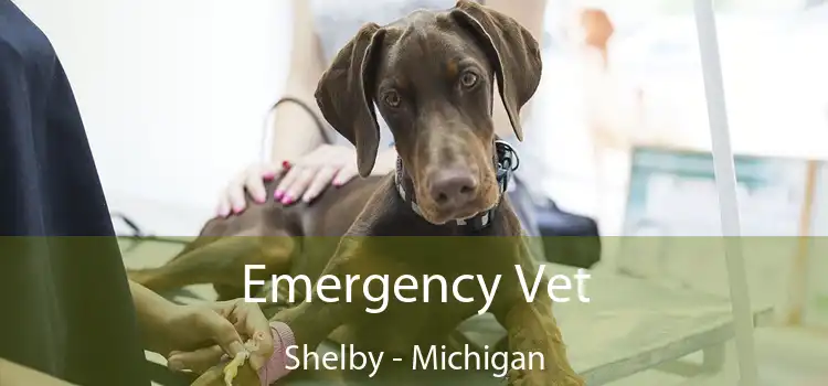 Emergency Vet Shelby - Michigan