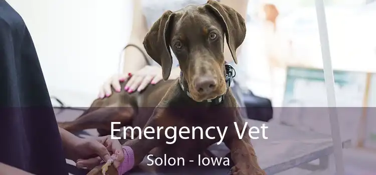 Emergency Vet Solon - Iowa