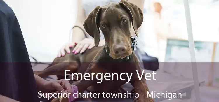 Emergency Vet Superior charter township - Michigan