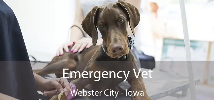 Emergency Vet Webster City - Iowa