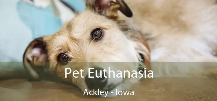 Pet Euthanasia Ackley - Iowa