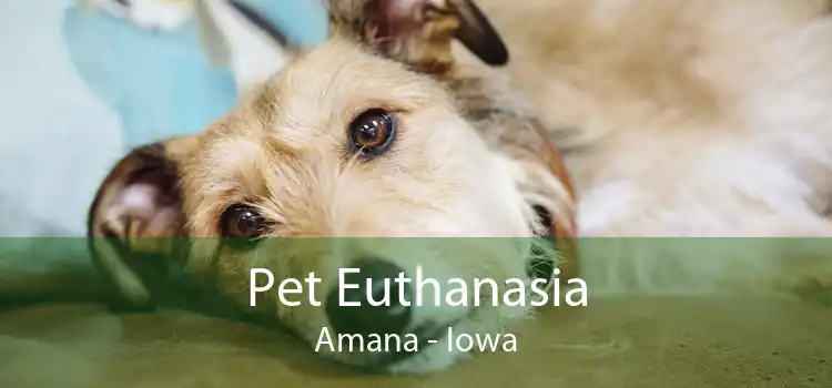 Pet Euthanasia Amana - Iowa