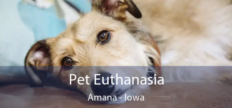 Pet Euthanasia Amana - Iowa