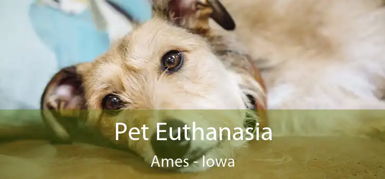 Pet Euthanasia Ames - Iowa