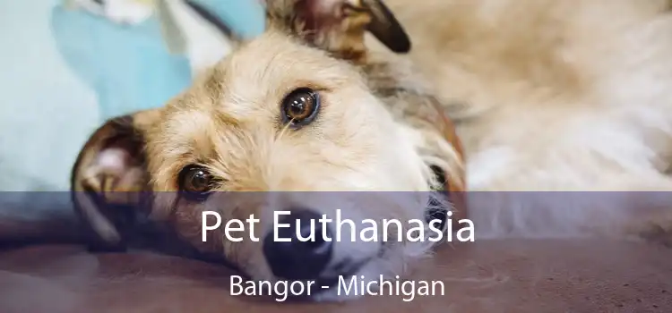 Pet Euthanasia Bangor - Michigan