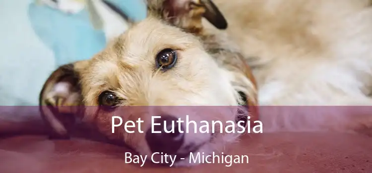 Pet Euthanasia Bay City - Michigan