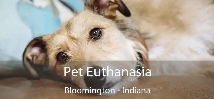 Pet Euthanasia Bloomington - Indiana