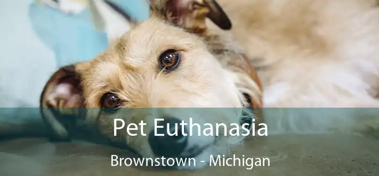 Pet Euthanasia Brownstown - Michigan