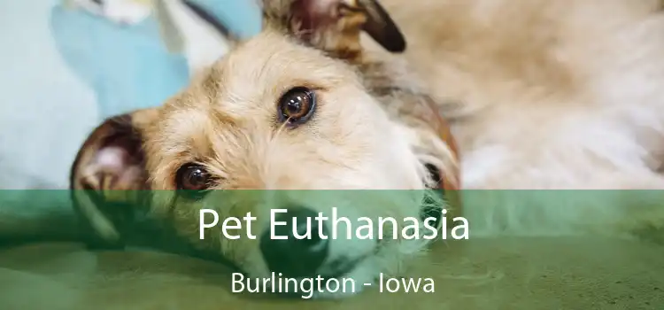 Pet Euthanasia Burlington - Iowa