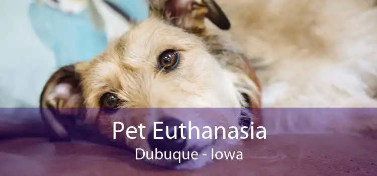 Pet Euthanasia Dubuque - Iowa