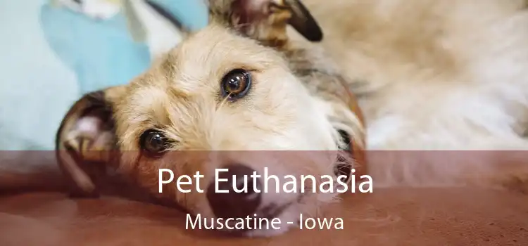 Pet Euthanasia Muscatine - Iowa