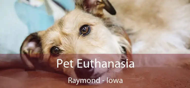 Pet Euthanasia Raymond - Iowa