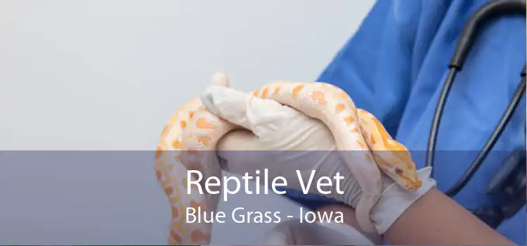 Reptile Vet Blue Grass - Iowa