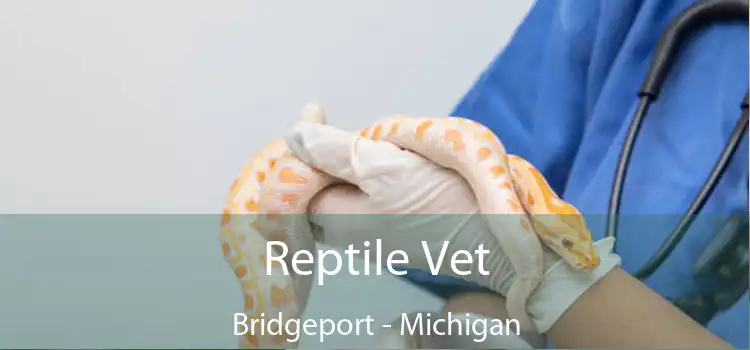 Reptile Vet Bridgeport - Michigan