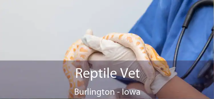 Reptile Vet Burlington - Iowa