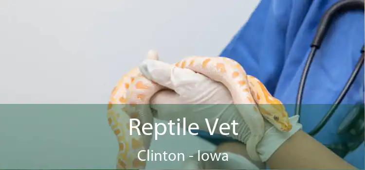 Reptile Vet Clinton - Iowa