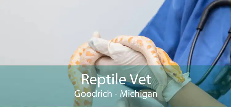 Reptile Vet Goodrich - Michigan