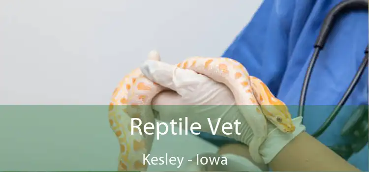 Reptile Vet Kesley - Iowa