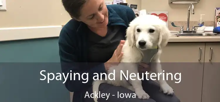 Spaying and Neutering Ackley - Iowa