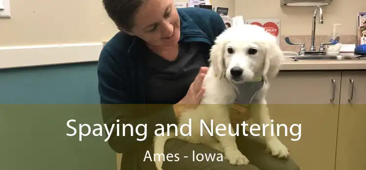 Spaying and Neutering Ames - Iowa