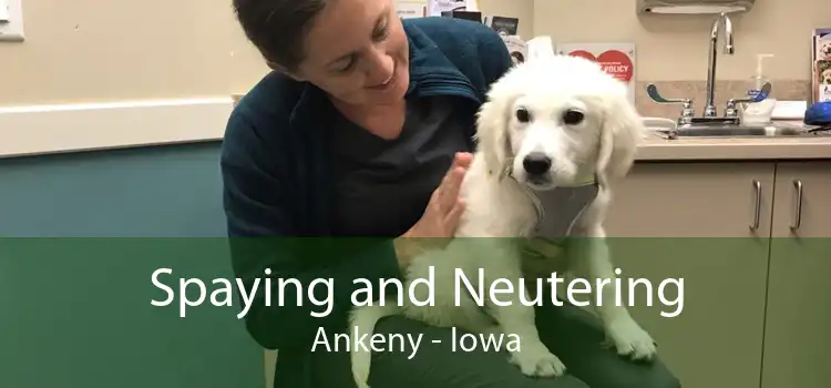Spaying and Neutering Ankeny - Iowa