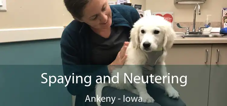 Spaying and Neutering Ankeny - Iowa