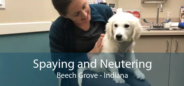 Spaying and Neutering Beech Grove - Indiana