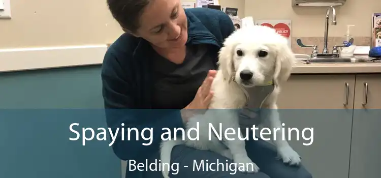 Spaying and Neutering Belding - Michigan