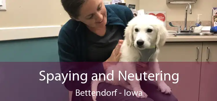 Spaying and Neutering Bettendorf - Iowa