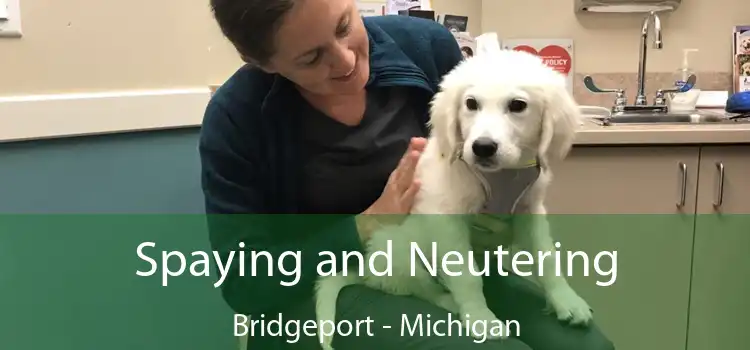 Spaying and Neutering Bridgeport - Michigan