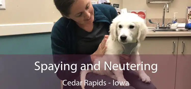 Spaying and Neutering Cedar Rapids - Iowa