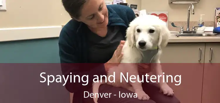 Spaying and Neutering Denver - Iowa