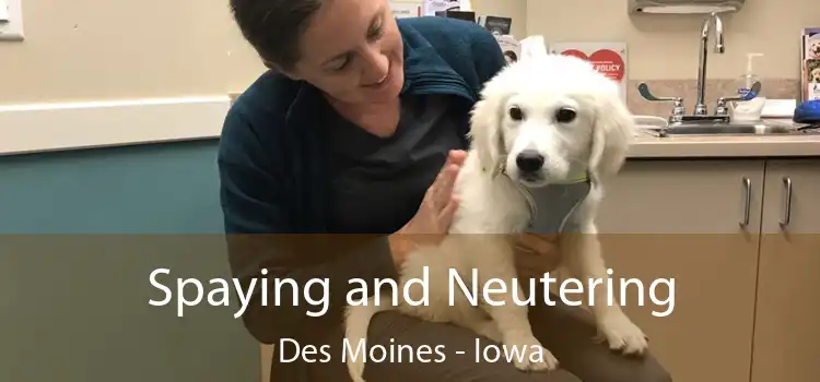 Spaying and Neutering Des Moines - Iowa